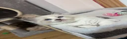Ragdoll cats for sale: Bicolour ragdoll with a mismark - Advert 1