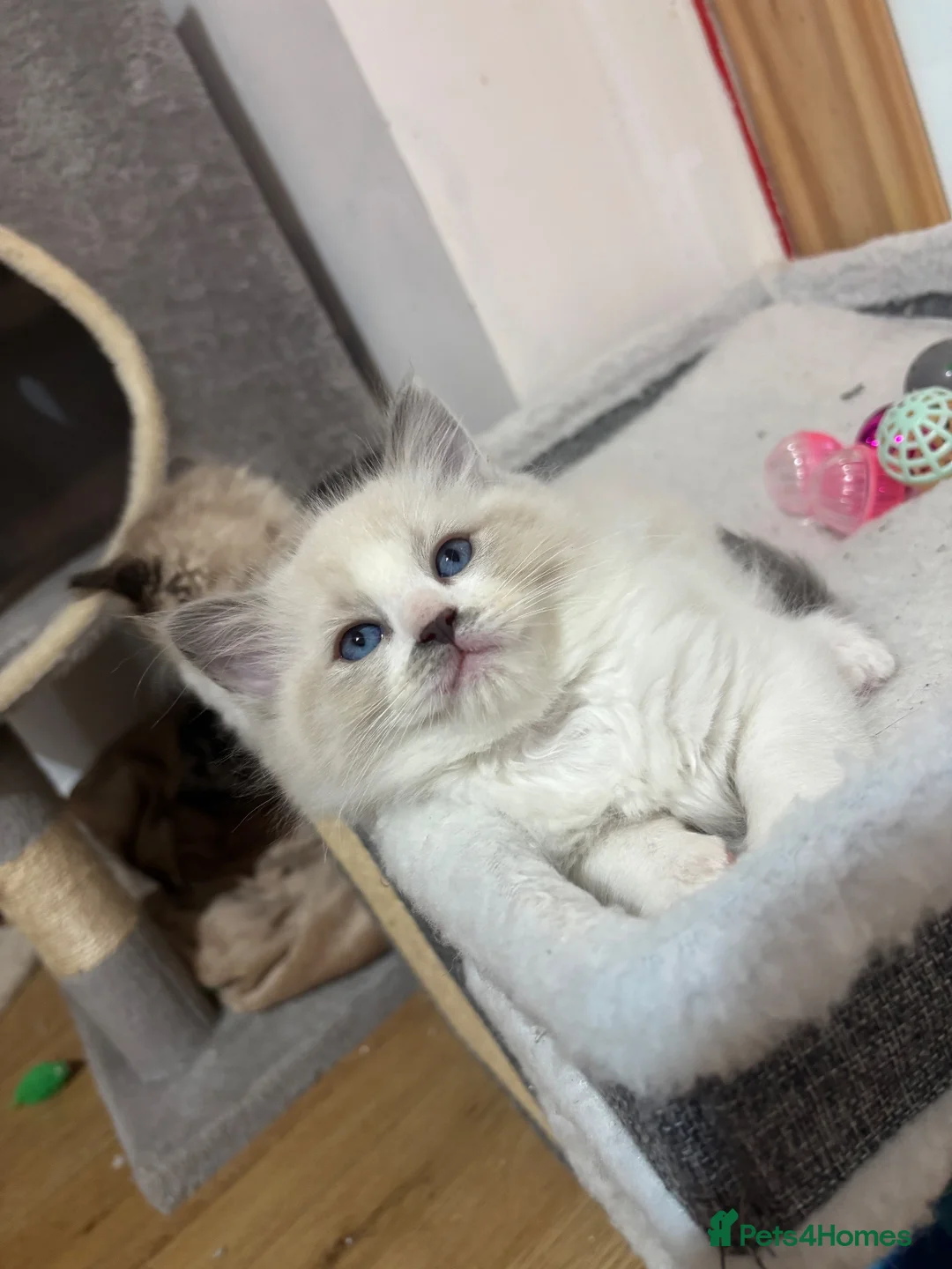 Ragdoll cats for sale: Bicolour ragdoll with a mismark - Advert 1