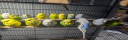 Budgerigars birds for sale: Lovely Group of Budgies  - Advert 16