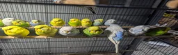Budgerigars birds for sale: Lovely Group of Budgies  - Advert 16
