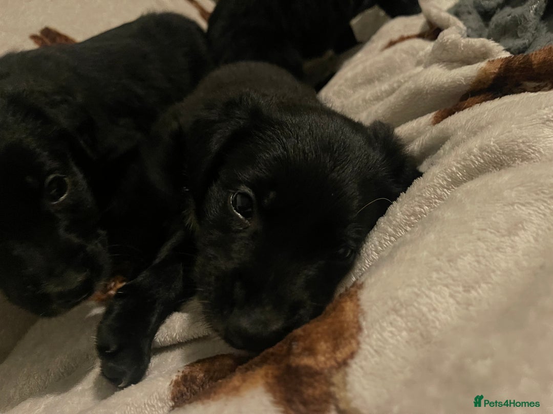 Mixed Breed dogs for sale: 🌟 Collie x Golden Retriever Puppies 🌟 - Image 13