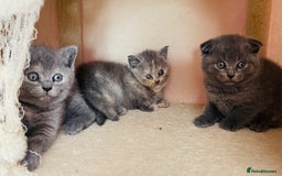 Scottish Fold cats for sale: Beautiful litter of Scottish fold  reservation 😍 - Image 14