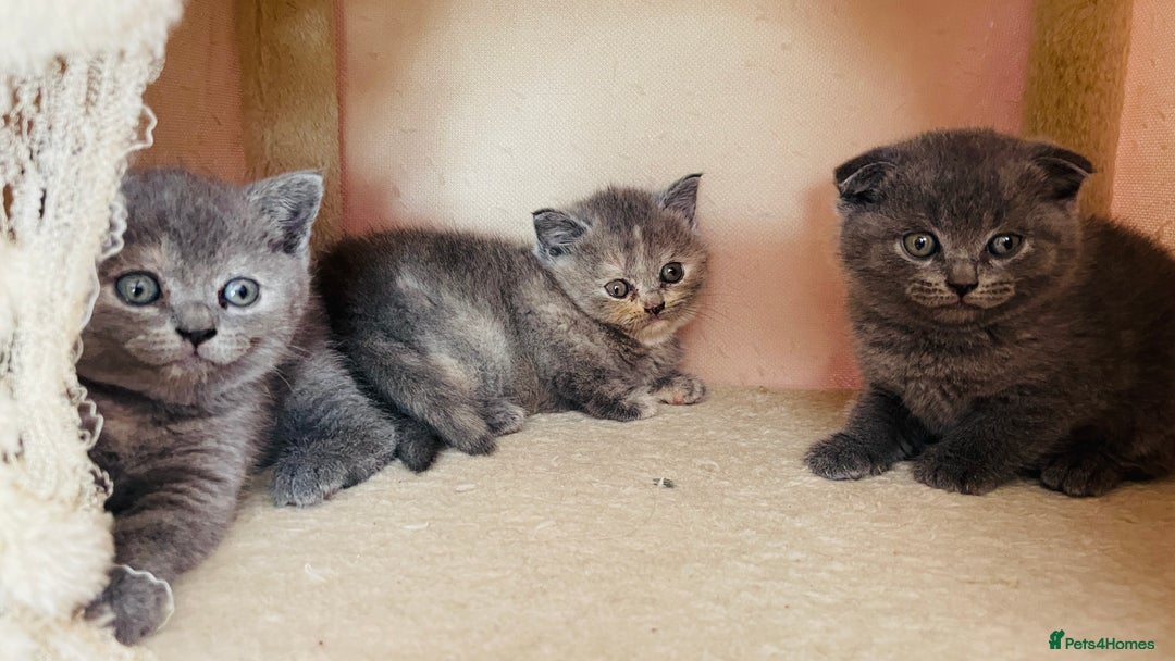 Scottish Fold cats for sale: Beautiful litter of Scottish fold  reservation 😍 - Image 14