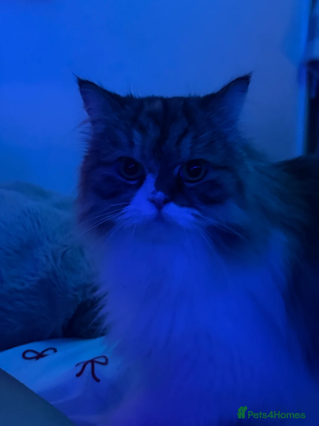 Mixed Breed cats for sale: Fluffy Male Kitten - Advert 2