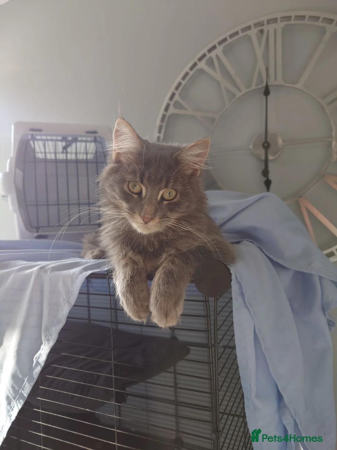 Maine Coon cats for sale: 11 month old male maincoone  - Advert 8