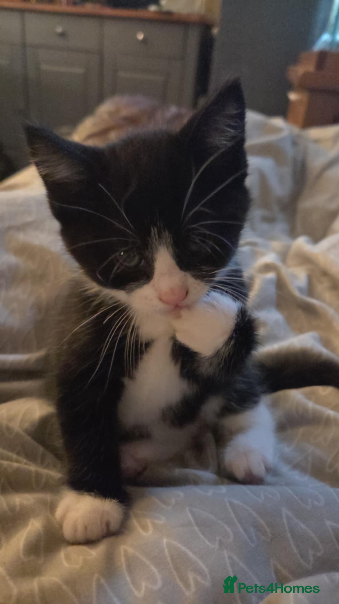 Mixed Breed cats 3 kittens available  - Advert 1