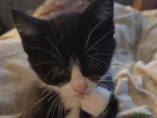 Mixed Breed cats 3 kittens available - Advert 6