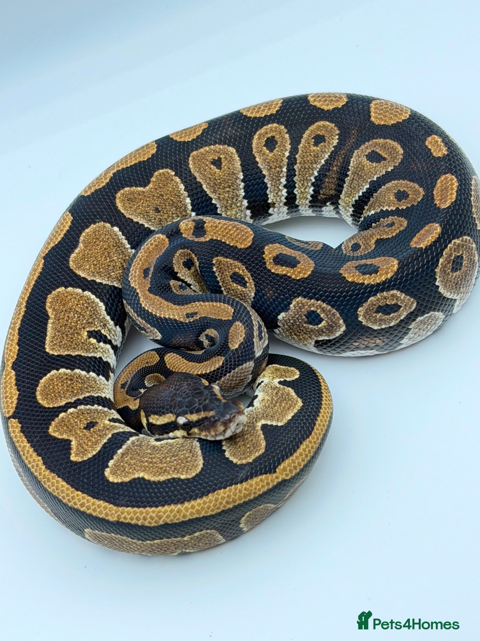 Python Snake reptiles Baby royal python for sale - Advert 1