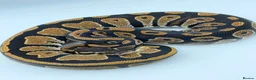 Python Snake reptiles for sale: Baby royal python for sale - Advert 1