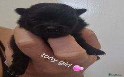 Pomeranian dogs for sale: Beautiful litter teddy bear poms  - Image 10