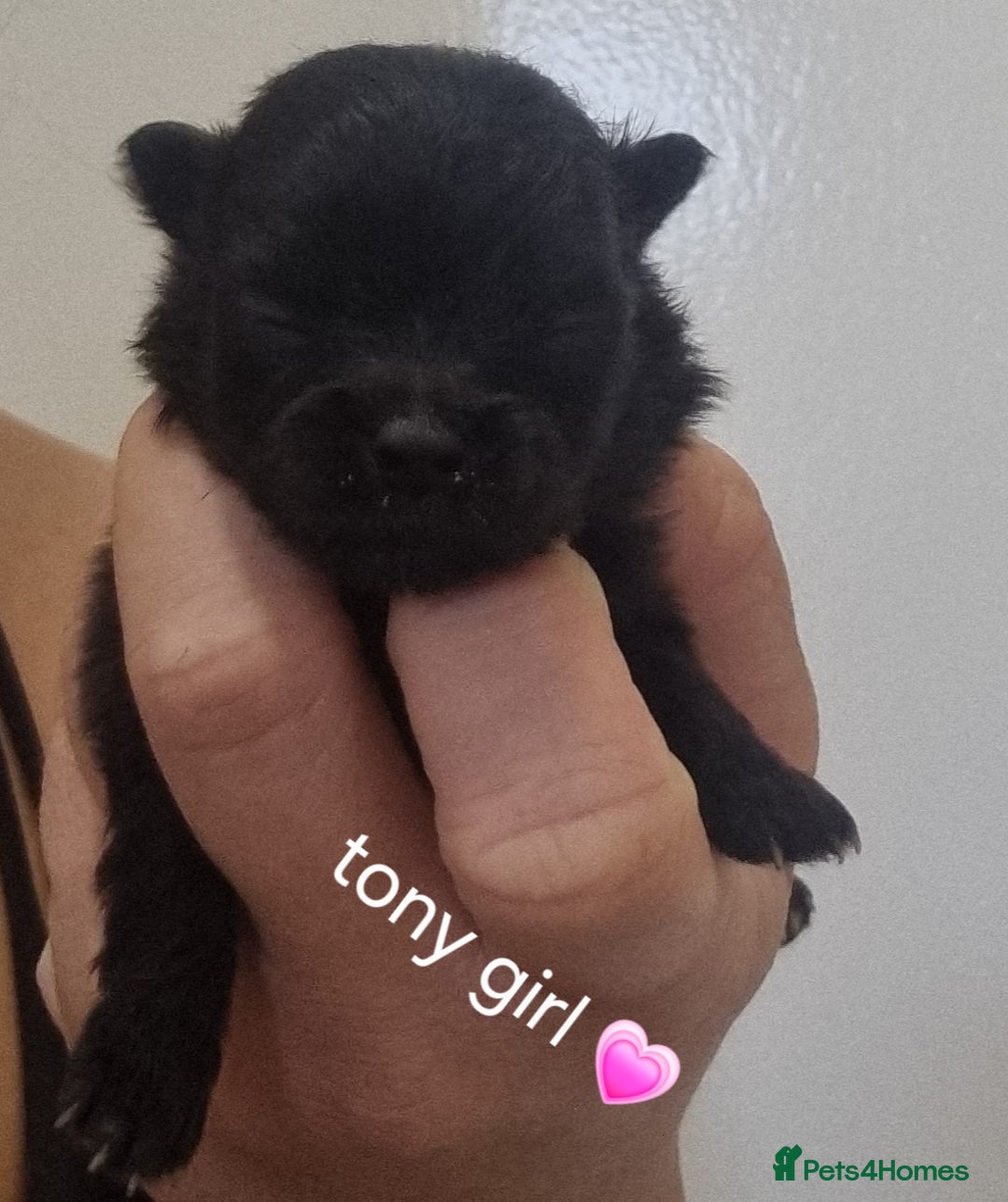 Pomeranian dogs for sale: Beautiful litter teddy bear poms  - Image 10