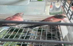 Parakeets birds for sale: 2 Rosa bourkes  - Image 7