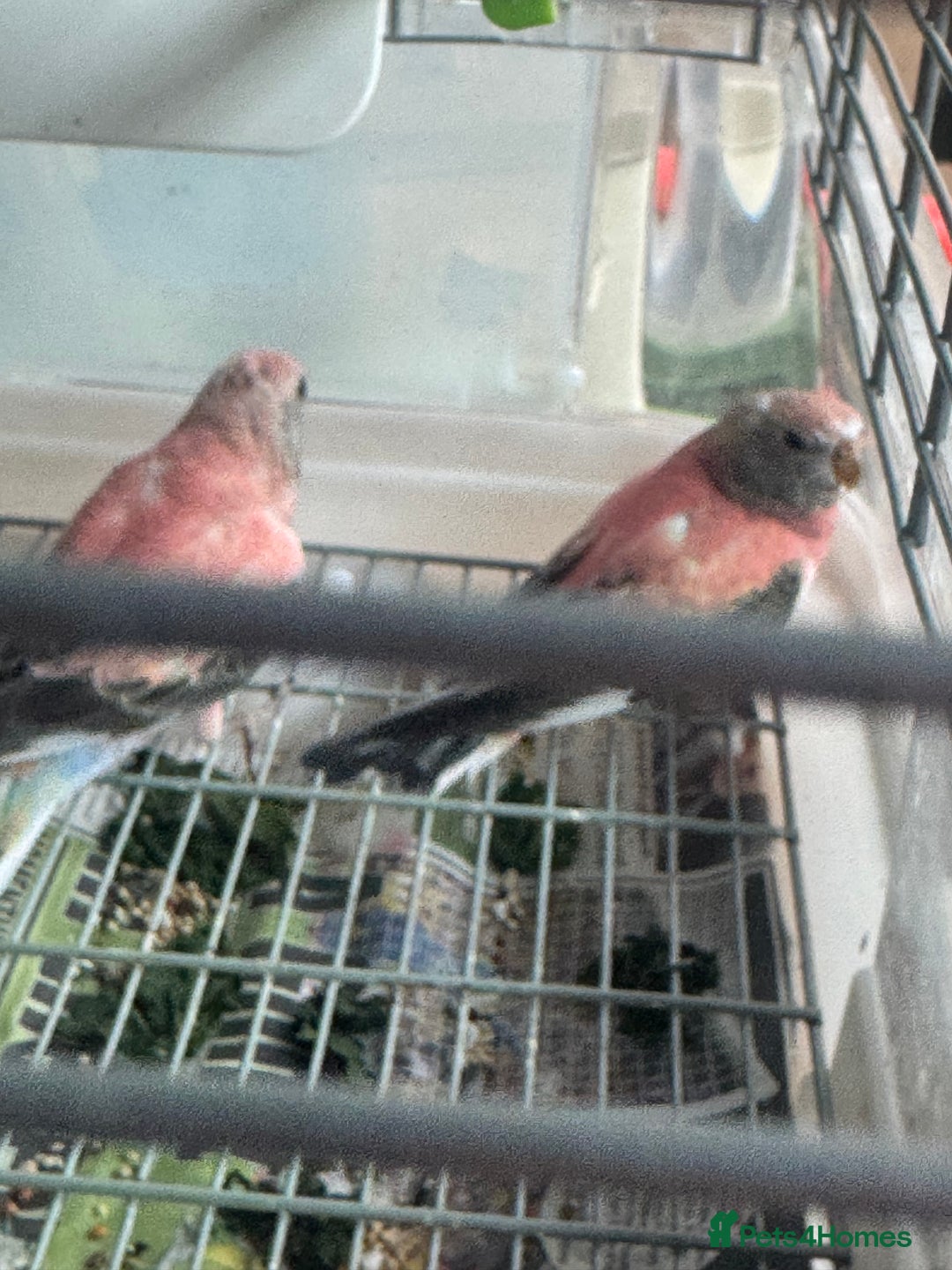 Parakeets birds for sale: 2 Rosa bourkes  - Image 7