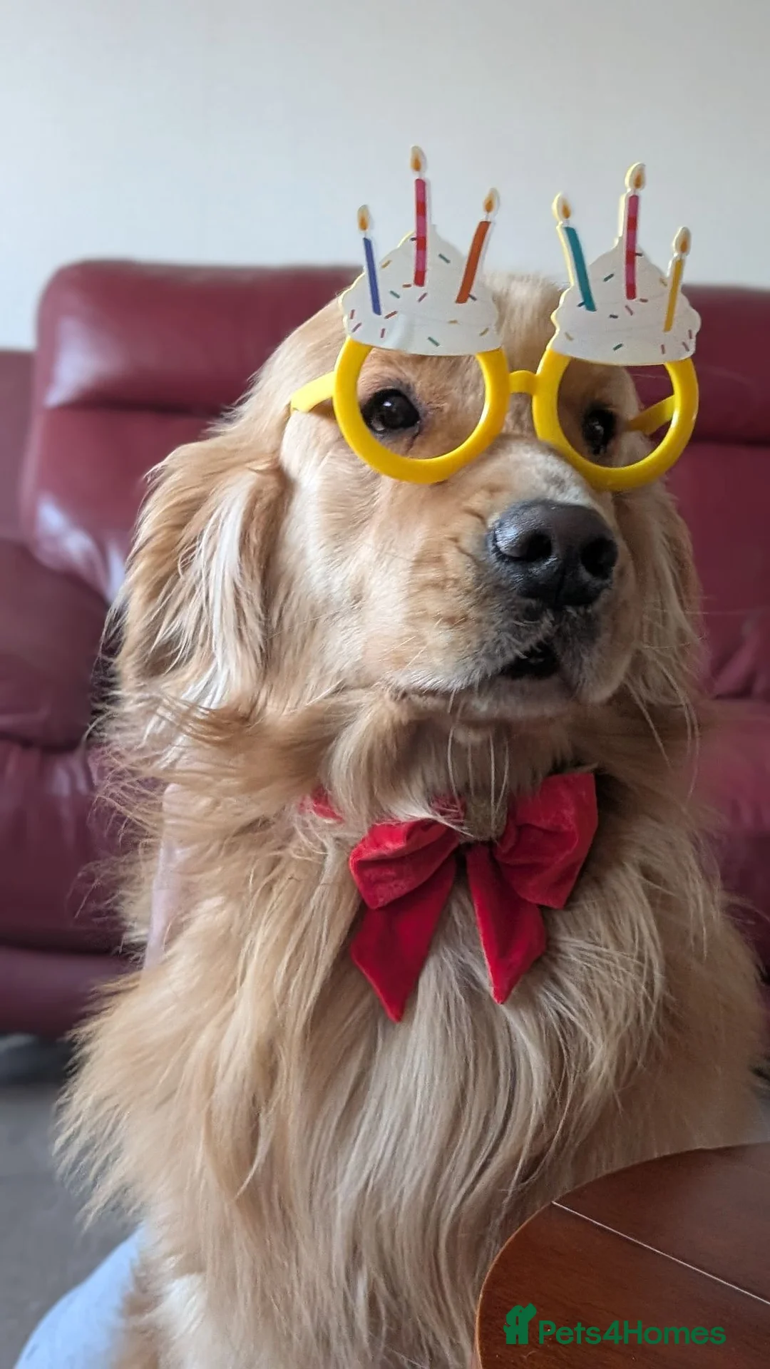 Golden Retriever dogs for stud: Stud Service - Champion Bloodline Golden Retriever - Advert 1