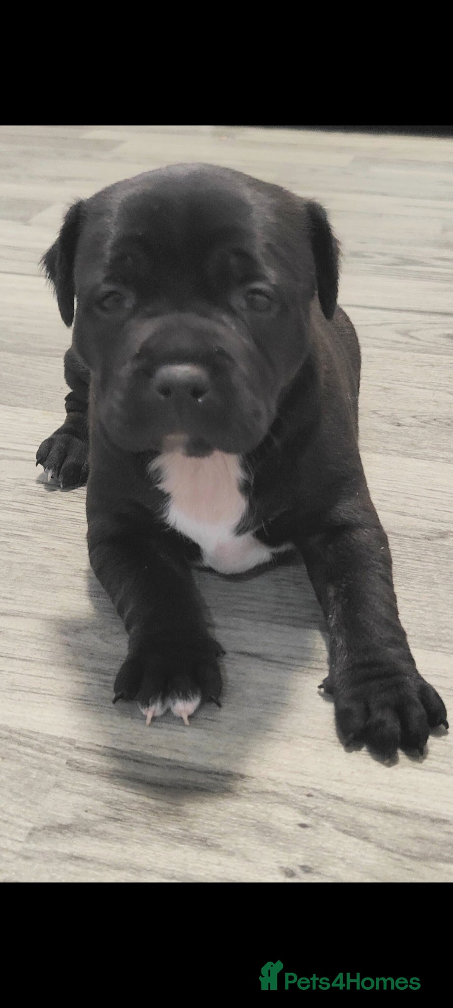 Staffordshire Bull Terrier dogs 6 week old Staffordshire bull terriers - Advert 3