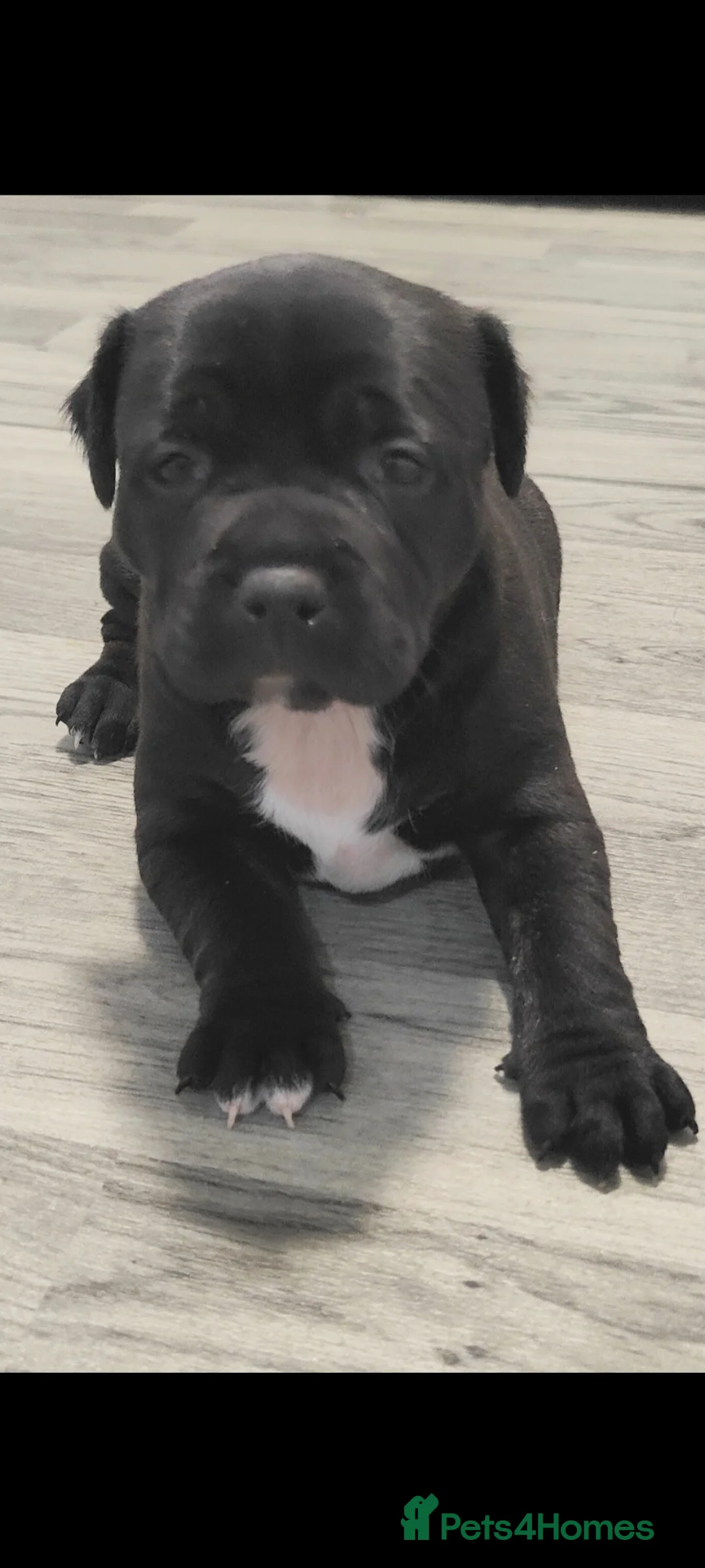 Staffordshire Bull Terrier dogs for sale: 6 week old Staffordshire bull terriers in Aberystwyth - Advert 1