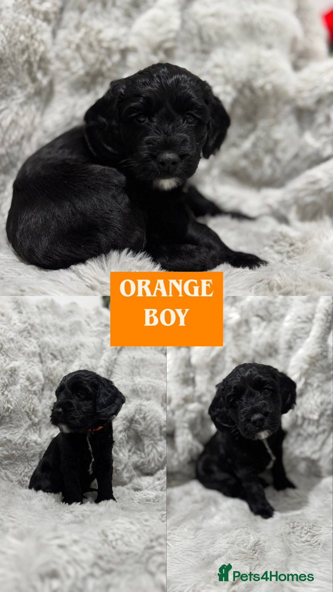 Cockapoo dogs for sale: F2 cockapoo puppies  - Advert 26