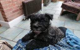 West Highland Terrier dogs for sale: Wairns: Westie/Cairn Pups - Image 1