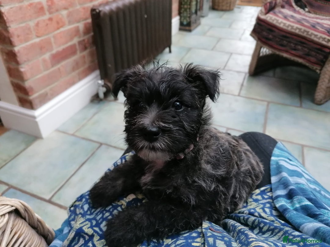West Highland Terrier dogs for sale: Wairns: Westie/Cairn Pups - Image 1