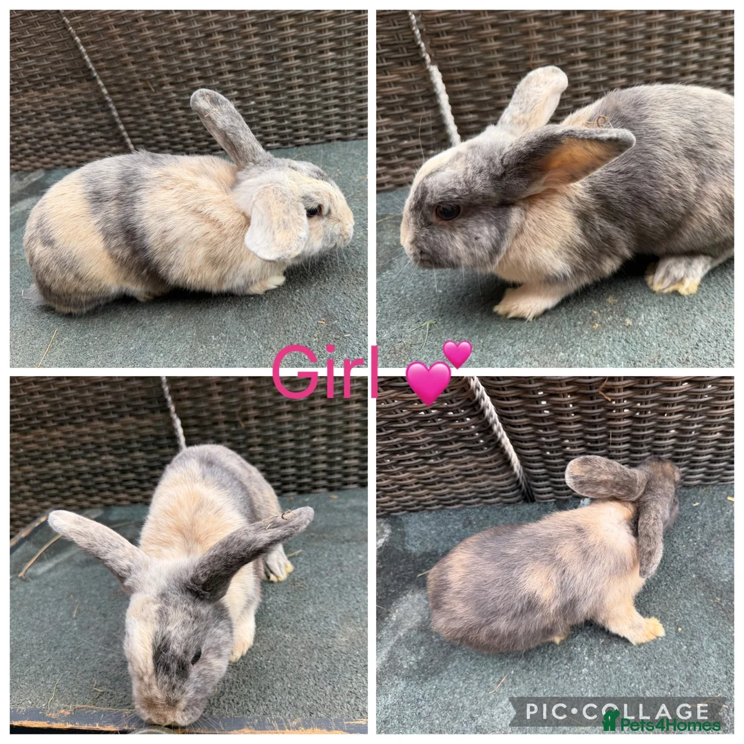 Mini Lop rabbits for sale: Gorgeous Mini Lops looking for new laps & cuddles  - Advert 20