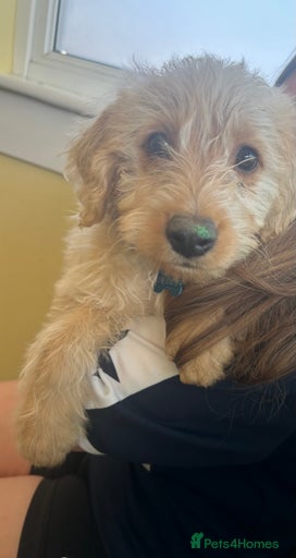 Gallery Image {{count}}