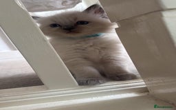 Ragdoll cats for sale: ragdoll kittens ready in 1 week  🩵💚💜 - Image 7