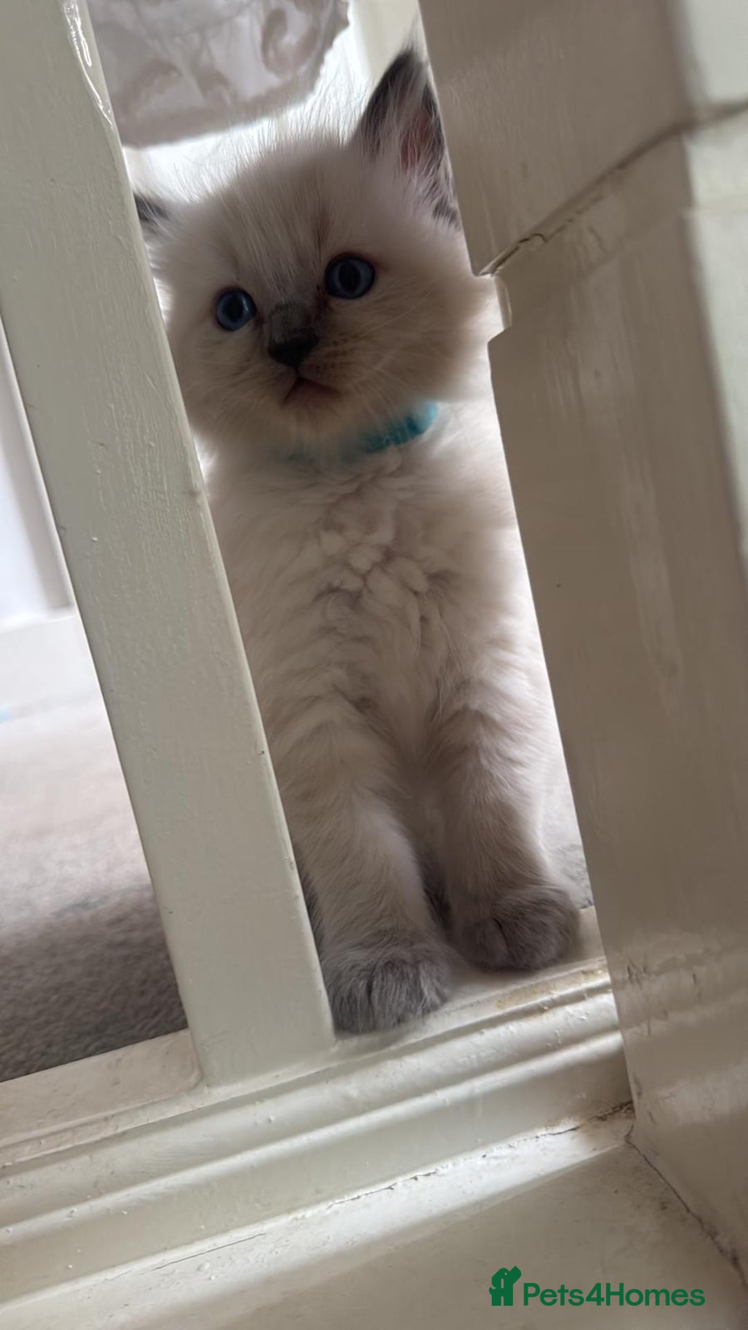 Ragdoll cats for sale: ragdoll kittens ready in 1 week  🩵💚💜 - Image 7