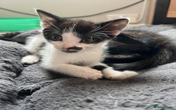 Mixed Breed cats for sale: 1 male 1 female kittens - Image 6