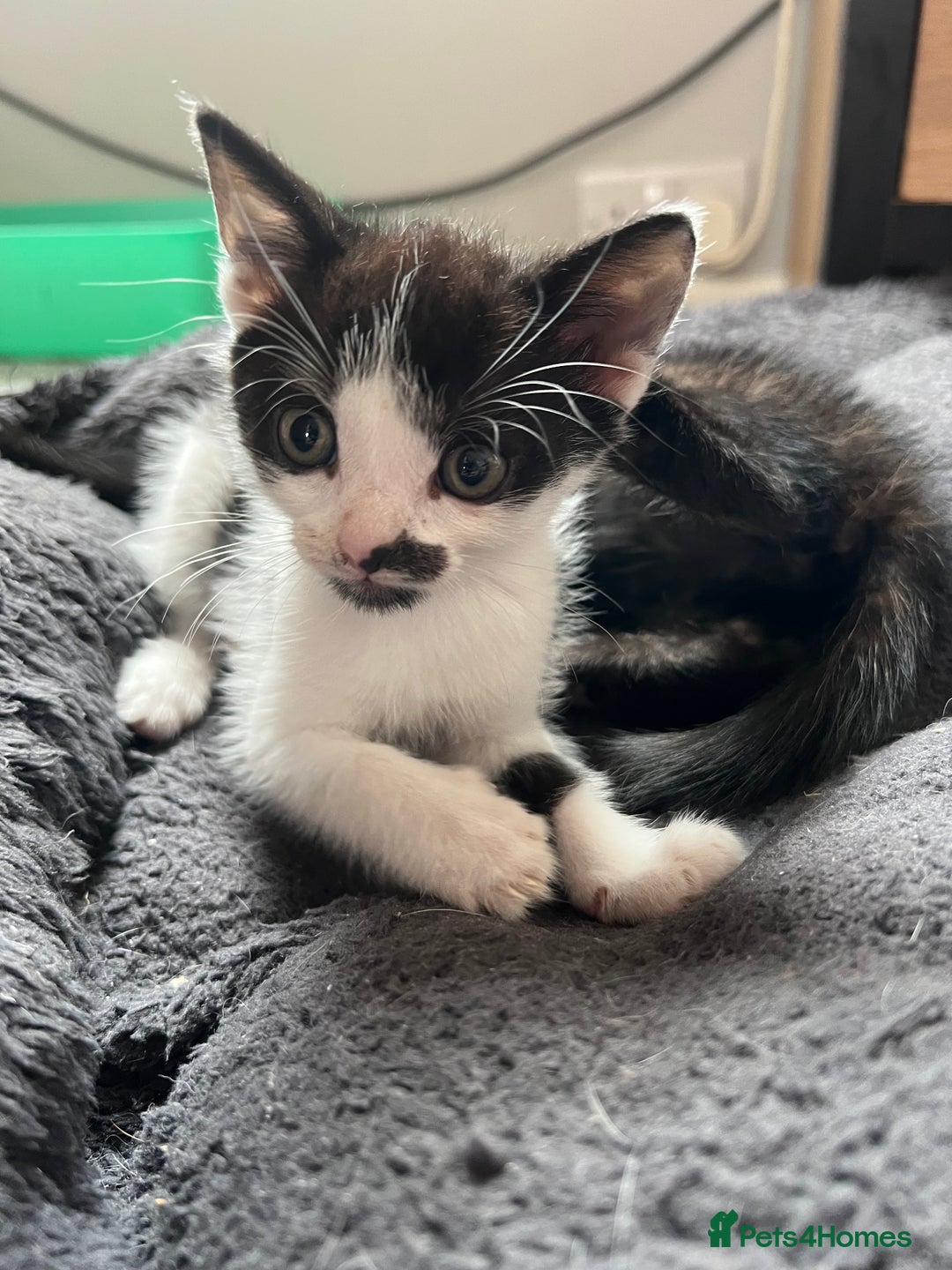 Mixed Breed cats for sale: 1 male 1 female kittens - Image 6
