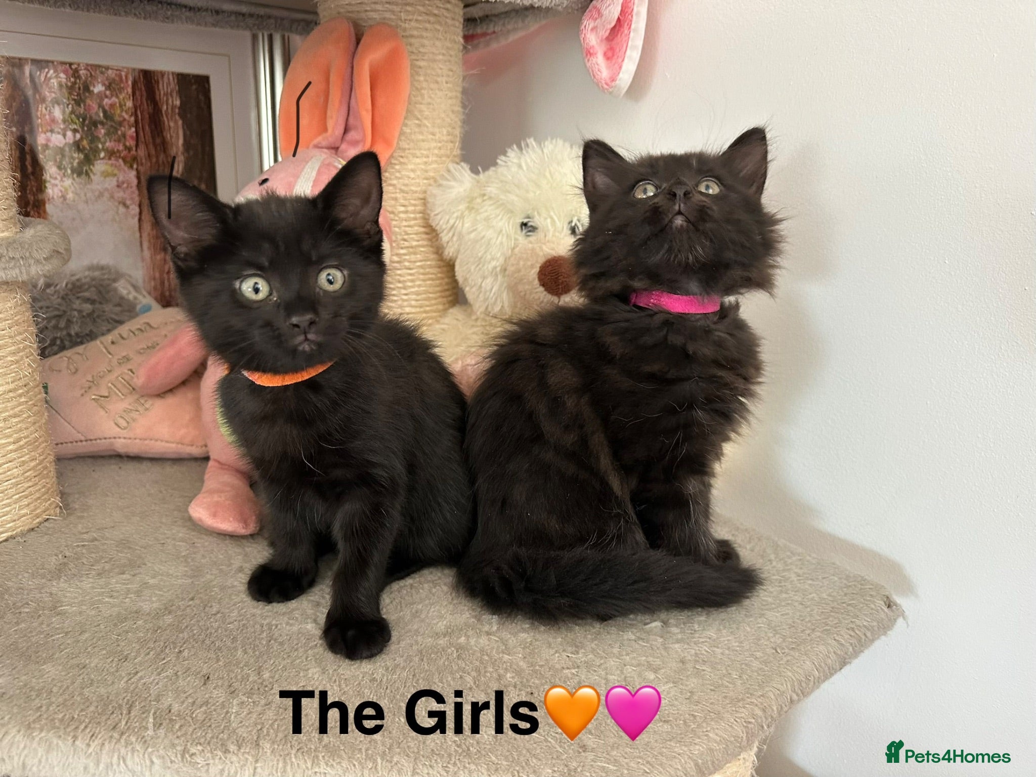 Russian Blue cats Gorgeous healthy loving kittens - Advert 17
