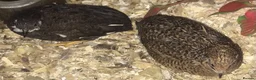 Quail poultry for sale: QUAILS/CHINESE PAINTED BUTTONS ! - Advert 28
