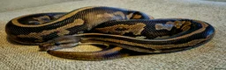 Python Snake reptiles for sale: 3 Royal Pythons for rehoming  - Advert 4