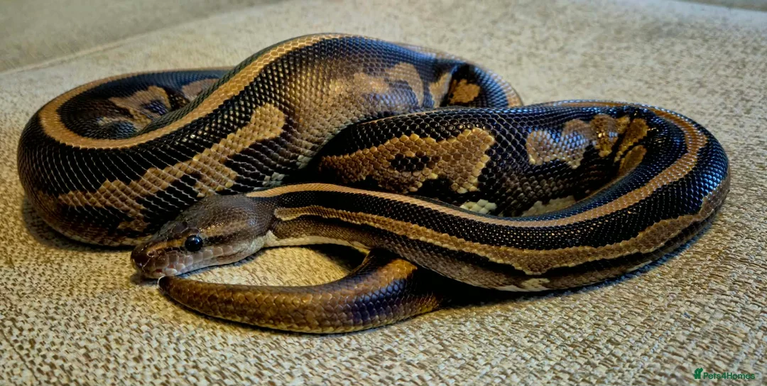 Python Snake reptiles for sale: 3 Royal Pythons for rehoming  - Advert 4