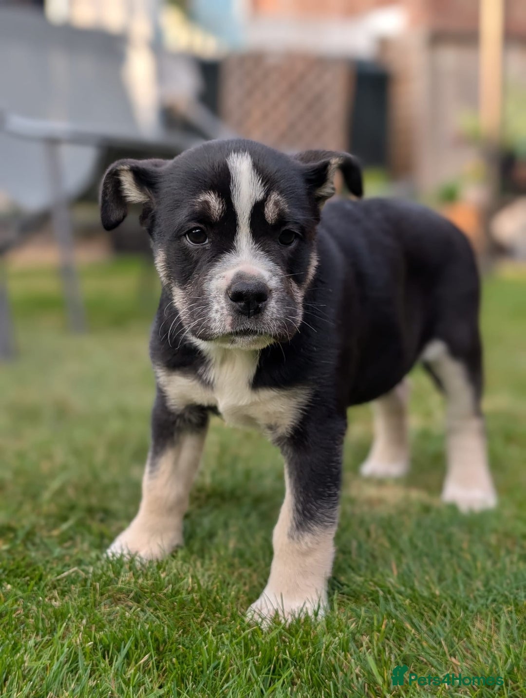 Mixed Breed dogs for sale: Bullimute rare breed ready now  - Advert 21