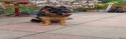 German Shepherd dogs for sale: Kc German Shepard long haired  - Advert 6