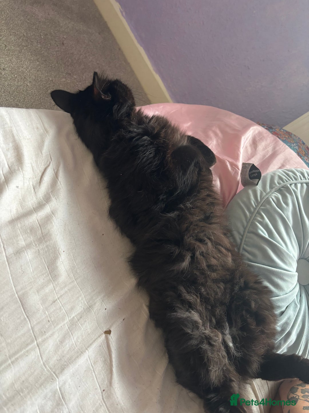 British Longhair cats for sale: reluctant to rehome - Advert 4