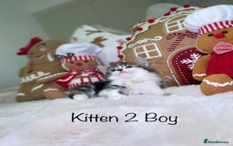 Mixed Breed cats for sale: Beautiful kittens 8 weeks old  - Advert 7