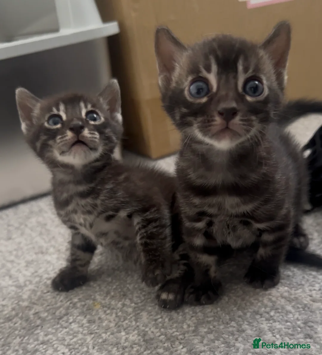 Bengal cats for sale: Exceptional silver girls & blue/ charcoal boys - Advert 27