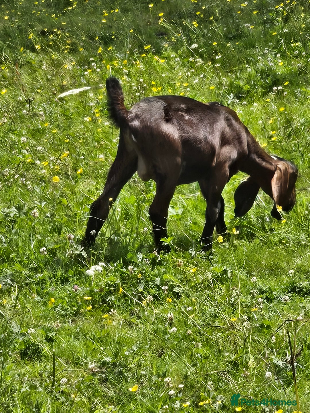 Goats livestock for sale: Pedigree Anglo Nubian Kids (disbudded) - Image 6