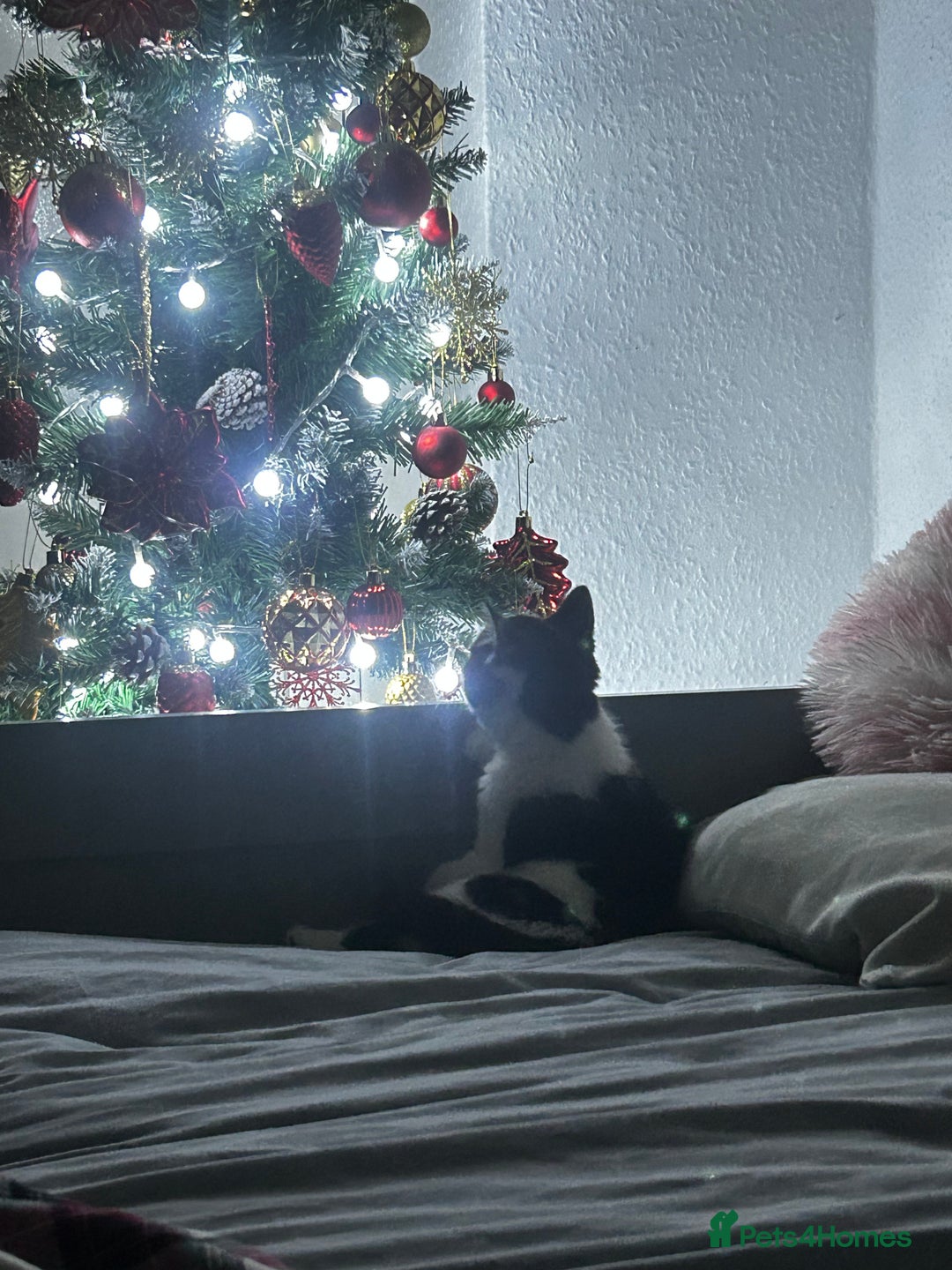 Mixed Breed cats for sale: Cute kitten for sale with accessories  - Advert 6