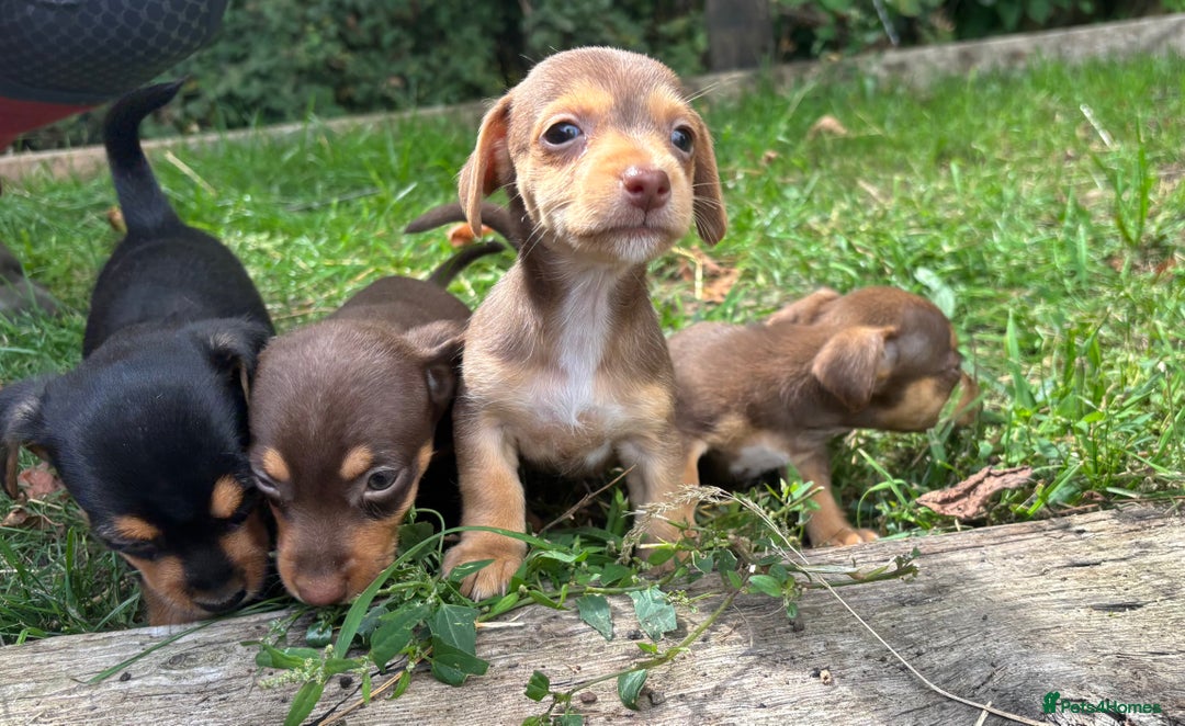 Mixed Breed dogs for sale: Mini Jack Russell X daxijack - Image 10