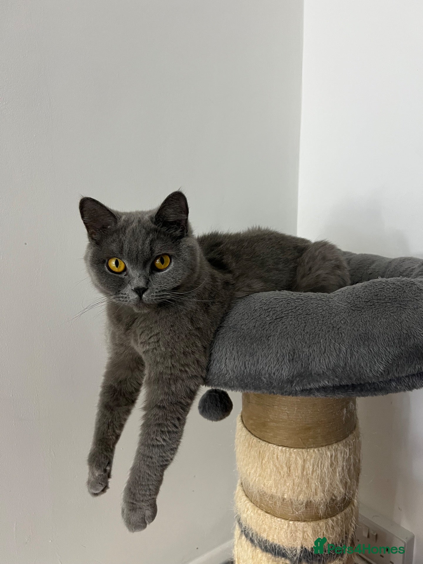 British Shorthair cats for sale: British Shorthair Female - Advert 4