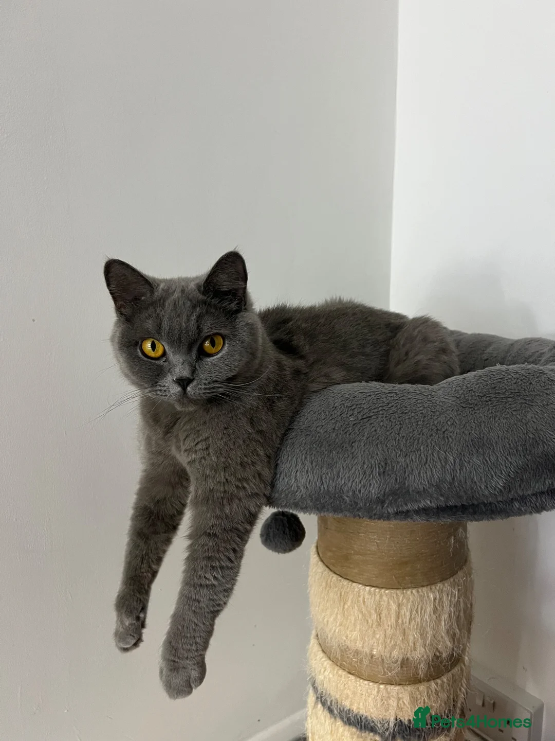 British Shorthair cats for sale: British Shorthair Female - Advert 1