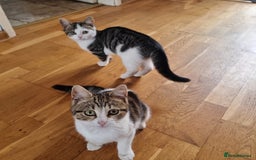 Mixed Breed cats for sale: 2 Beautiful Kittens For Sale !!! - Image 1