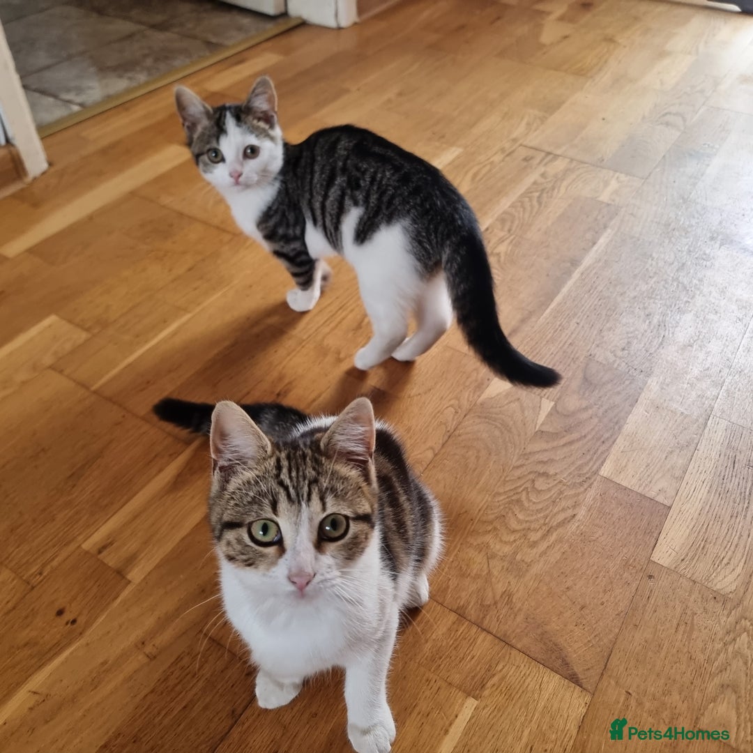 Mixed Breed cats for sale: 2 Beautiful Kittens For Sale !!! - Image 1