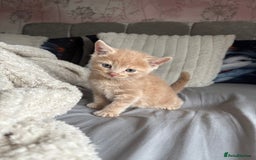 British Shorthair cats for sale: British shorthair X munchkin  - Image 2