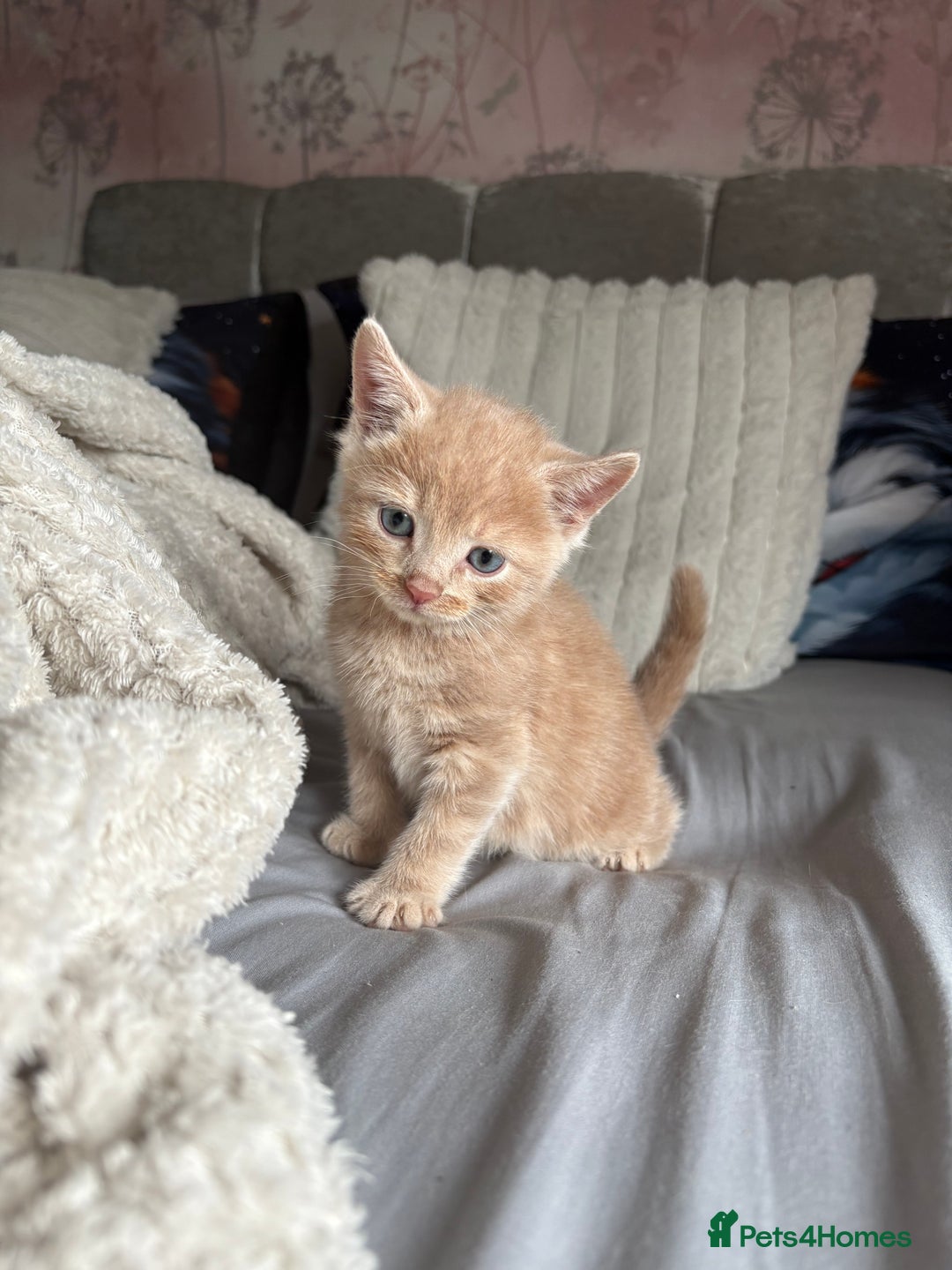 British Shorthair cats for sale: British shorthair X munchkin  - Image 2