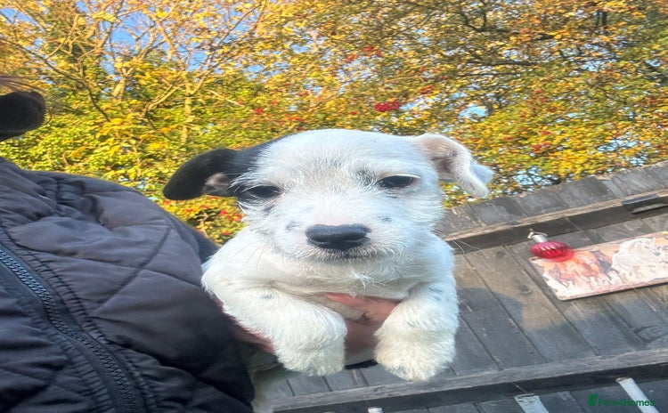 Jack Russell dogs - Advert 3