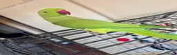 Ringnecks birds for sale: Indian ring neck FEMALE  - Advert 12