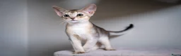 Abyssinian cats for sale: Buddy-Silver Abyssinian boy-Available-TOP quality - Advert 6
